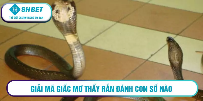 Giải mã giấc mơ cùng SHBET88 2 Giải mã giấc mơ thấy rắn đánh con số nào